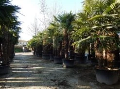 Winterharde Palm Meerstammig (Trachycarpus Fortunei) -Planten Verkoopwinkel trachycarpus fortunei 3 stammig 2 2