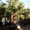 Winterharde Palm Meerstammig (Trachycarpus Fortunei) -Planten Verkoopwinkel trachycarpus fortunei 3 stammig 4 4