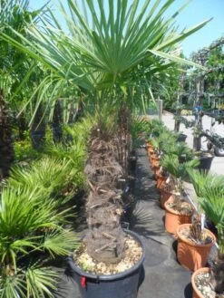 Winterharde Palm (Trachycarpus Fortunei) -Planten Verkoopwinkel trachycarpus fortunei 80 100stam 1