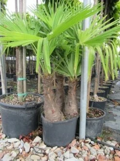 Winterharde Palm Meerstammig (Trachycarpus Fortunei) -Planten Verkoopwinkel trachycarpus fortunei multistam 3
