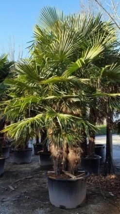 Winterharde Palm Meerstammig (Trachycarpus Fortunei) -Planten Verkoopwinkel trachycarpus meerstammig 4