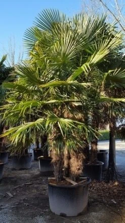 Winterharde Palm Meerstammig (Trachycarpus Fortunei) -Planten Verkoopwinkel trachycarpus meerstammig 2 2