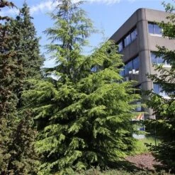 Westelijke Hemlockspar (Tsuga Heterophylla) 9 Westelijke Hemlockspar (Tsuga Heterophylla) -Planten Verkoopwinkel tsuga heterophylla