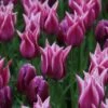 Tulp (Tulipa 'Ballade') 7 Tulp (Tulipa 'Ballade') -Planten Verkoopwinkel tulipa ballade met purpleflag 1