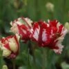 Tulp (Tulipa 'Estella Rijnveld, Parkiet') -Planten Verkoopwinkel tulipa estellarijnveld 2 1