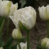 Tulp (Tulipa 'Mount Tacoma', Dubbele Tulpen) -Planten Verkoopwinkel tulipa mounttacoma 1