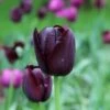 Tulp (Tulipa 'Queen Of Night, Enkel Laat') -Planten Verkoopwinkel tulipa queenofnight25 1