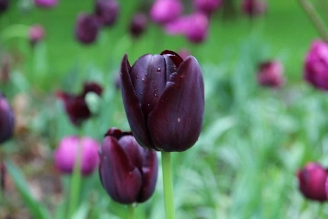 Tulp (Tulipa 'Queen Of Night, Enkel Laat') 1 Tulp (Tulipa 'Queen Of Night, Enkel Laat')