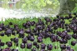 Tulp (Tulipa 'Queen Of Night, Enkel Laat') 5 Tulp (Tulipa 'Queen Of Night, Enkel Laat') -Planten Verkoopwinkel tulipa queenofnight 15