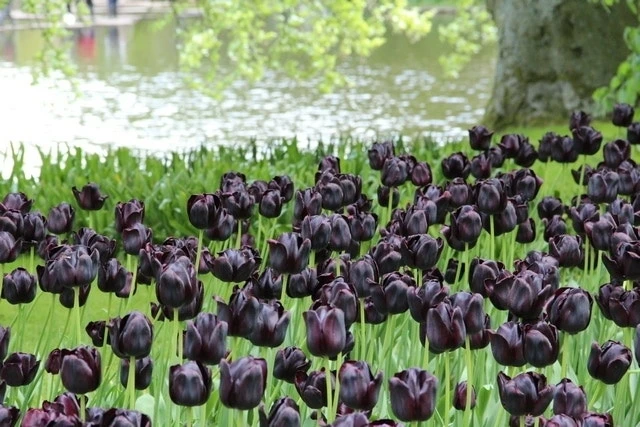 Tulp (Tulipa 'Queen Of Night, Enkel Laat') 3 Tulp (Tulipa 'Queen Of Night, Enkel Laat') - Afbeelding 3