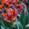 Tulp (Tulipa 'Rasta Parrot') -Planten Verkoopwinkel tulipa rasta parrot 7 1