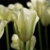 Tulp (Tulipa 'Spring Green', Viridiflora) -Planten Verkoopwinkel tulipa springgreen 10