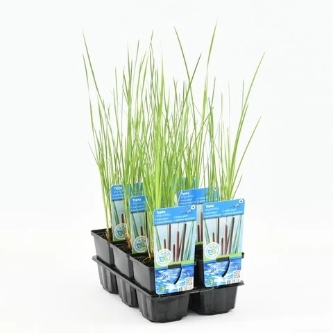 Kleine Lisdodde (Typha Angustifolia) 2 Kleine Lisdodde (Typha Angustifolia) - Afbeelding 2