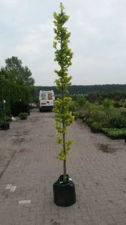 Goudiep (Ulmus Hollandica 'Wredei') -Planten Verkoopwinkel ulmnus h. wredei 1