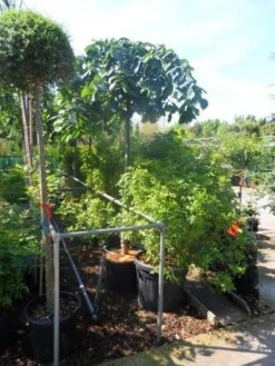 Treuriep (Ulmus Glabra 'Pendula') -Planten Verkoopwinkel ulmus glabra pendula 14 16 18ho cont