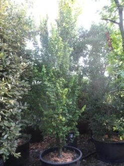 Goudiep (Ulmus Hollandica 'Wredei') -Planten Verkoopwinkel ulmus hollandica wredei 350 400 450 cont 1