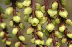 Staartaar (Stachyurus Praecox) -Planten Verkoopwinkel vaem00024 1 1