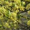 Sassafras (Sassafras Albidum) -Planten Verkoopwinkel vaem00052