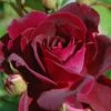 Trosroos (Rosa 'Burgundy Ice') -Planten Verkoopwinkel vaem00641 1