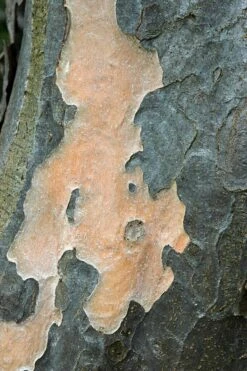 Grote Parrotia (Parrotia Persica) -Planten Verkoopwinkel vaem01237 1