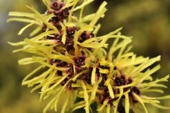 Toverhazelaar (Hamamelis Mollis) -Planten Verkoopwinkel vaem02437