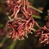 Toverhazelaar (Hamamelis Intermedia 'Ruby Glow') -Planten Verkoopwinkel vaem02444