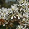 Krentenboom (Amelanchier Arborea 'Robin Hill') -Planten Verkoopwinkel vaem02643 2