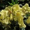 Rhododendron (Rhododendron 'Goldinetta') -Planten Verkoopwinkel vaem03020