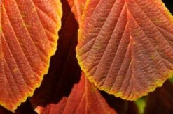 Toverhazelaar (Hamamelis Intermedia 'Diane') -Planten Verkoopwinkel vaem06951