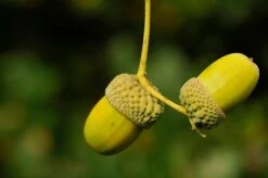 Grote Zomereik (Quercus Robur)