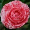 Camelia Als Leivorm (Camellia Japonica 'Giuseppe Traverso') -Planten Verkoopwinkel vaem07927 1
