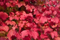 Gelderse Roos (Viburnum Opulus) -Planten Verkoopwinkel vaem08760