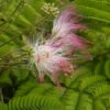 Perzische Slaapboom (Albizia Julibrissin) -Planten Verkoopwinkel vaem09331