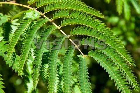 Perzische Slaapboom Als Halfstam (Albizia Julibrissin) 2 Perzische Slaapboom Als Halfstam (Albizia Julibrissin) - Afbeelding 2