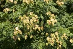 Zeepboom (Koelreuteria Paniculata) -Planten Verkoopwinkel vaem10515