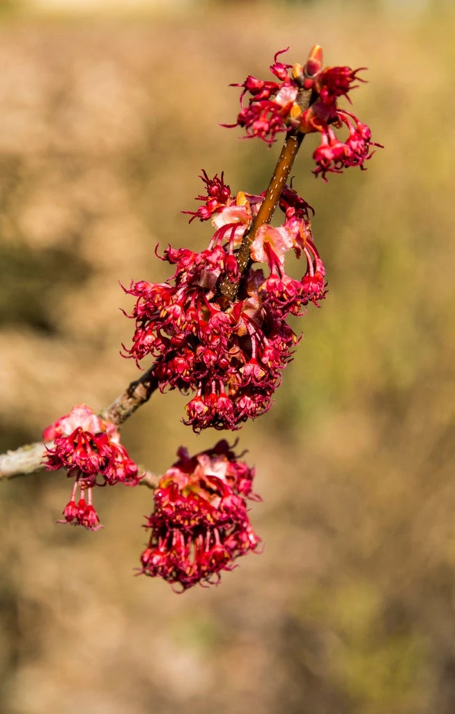 Grote Esdoorn (Acer Rubrum 'Red Sunset') 3 Grote Esdoorn (Acer Rubrum 'Red Sunset') - Afbeelding 3