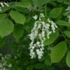 Geelhout Als Struik (Cladrastis Kentukea) -Planten Verkoopwinkel vami01077 1