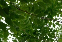 Maackia (Maackia Amurensis) -Planten Verkoopwinkel vami04349