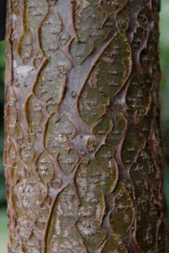 Maackia (Maackia Amurensis) -Planten Verkoopwinkel vami04434