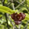 Pawpaw (Asimina Triloba) -Planten Verkoopwinkel vami04954