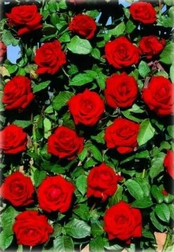 Klimroos (Rosa 'Velvet Star')