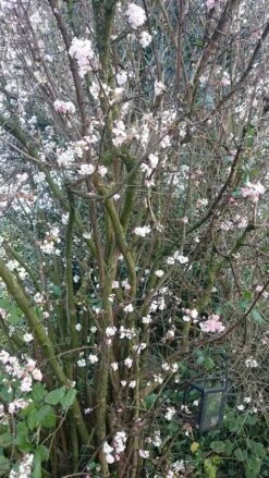 Sneeuwbal (Viburnum Bodnantense 'Charles Lamont') -Planten Verkoopwinkel viburnum bodn. charles lamont 1 1