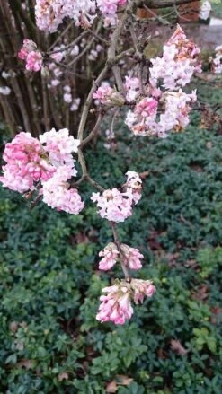 Sneeuwbal (Viburnum Bodnantense 'Dawn') -Planten Verkoopwinkel viburnum bodn. charles lamont 2 3