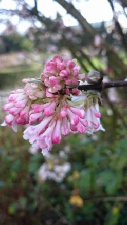 Sneeuwbal (Viburnum Bodnantense 'Charles Lamont') -Planten Verkoopwinkel viburnum bodn. charles lamont 3 2