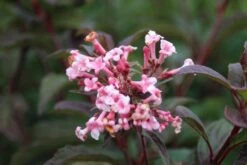 Sneeuwbal (Viburnum Bodnantense 'Dawn') -Planten Verkoopwinkel viburnum bodnantense dawn 6 3
