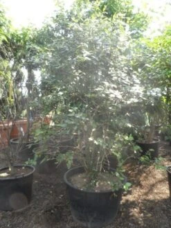 Sneeuwbal (Viburnum Burkwoodii) -Planten Verkoopwinkel viburnum burkwoodii 200 250 300 c240 1