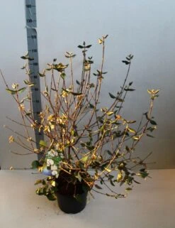 Sneeuwbal (Viburnum Burkwoodii) -Planten Verkoopwinkel viburnum burkwoodii 80 100 cm co. 7.5l v kopie