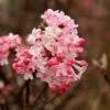 Sneeuwbal (Viburnum Bodnantense 'Charles Lamont') -Planten Verkoopwinkel viburnum charles lamont 1