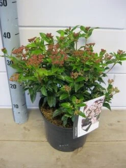 Groenblijvende Sneeuwbal (Viburnum Tinus 'Eve Price') -Planten Verkoopwinkel viburnum eve price c5 6 11 2018 2 2