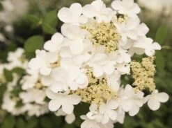 Japanse Sneeuwbal (Viburnum Plicatum 'Kilimandjaro Sunrise') -Planten Verkoopwinkel viburnum kil. sunrise 2 1